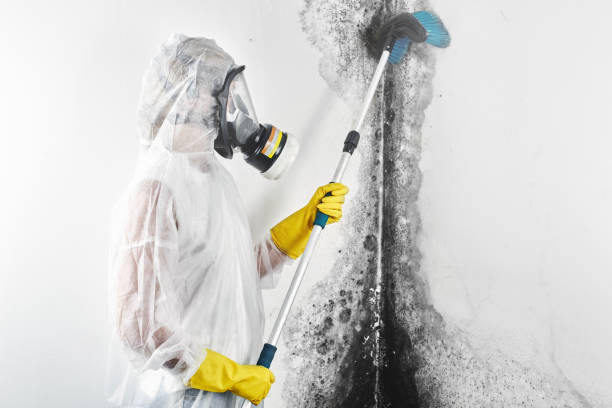 Best Emergency Mold Remediation  in Waldo, AR