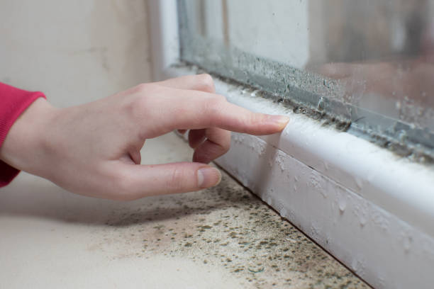 Best Environmental Consulting for Mold Prevention  in Waldo, AR